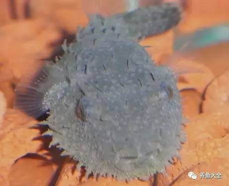 觀賞魚吃可以喂什么_觀賞魚可以吃不_觀賞魚吃可以喂食嗎