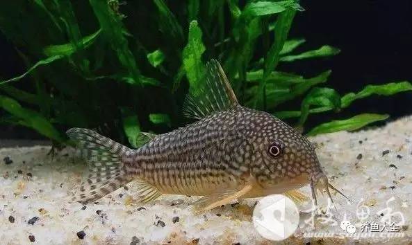 觀賞魚吃可以喂什么_觀賞魚可以吃不_觀賞魚吃可以喂食嗎