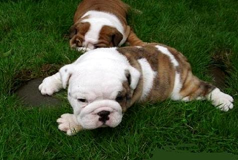 小狗吐白沫沫是怎么了_狗狗吐白沫泡沫_小狗吐白沫子