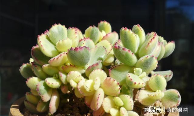 以胖為美的12款漂亮多肉，很多都是大普貨