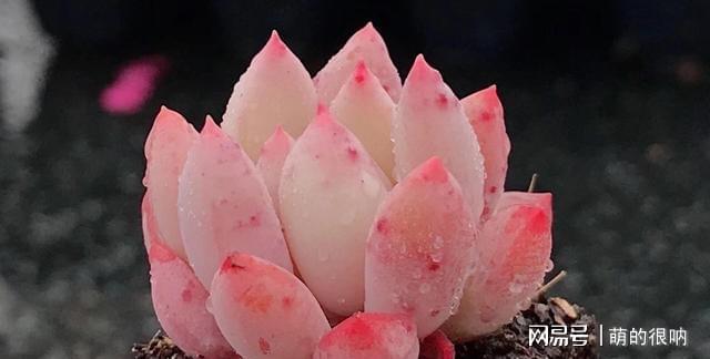 多肉所羅門好養嗎_多肉 所羅門_多肉所羅門和紅蜻蜓哪個好養