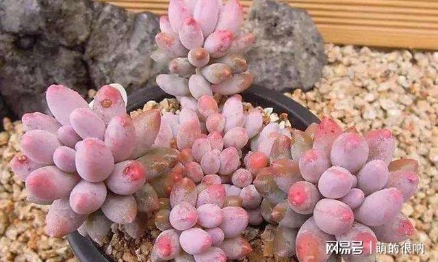 多肉 所羅門_多肉所羅門和紅蜻蜓哪個好養_多肉所羅門好養嗎