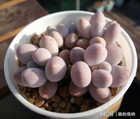 多肉所羅門好養嗎_多肉所羅門和紅蜻蜓哪個好養_多肉 所羅門