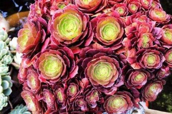 大型多肉法師品種大全_法師多肉植物_大法師多肉