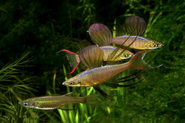 美人魚變黑了_黑美人魚觀賞魚_美人魚和黑美人魚