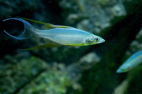 美人魚和黑美人魚_美人魚變黑了_黑美人魚觀賞魚