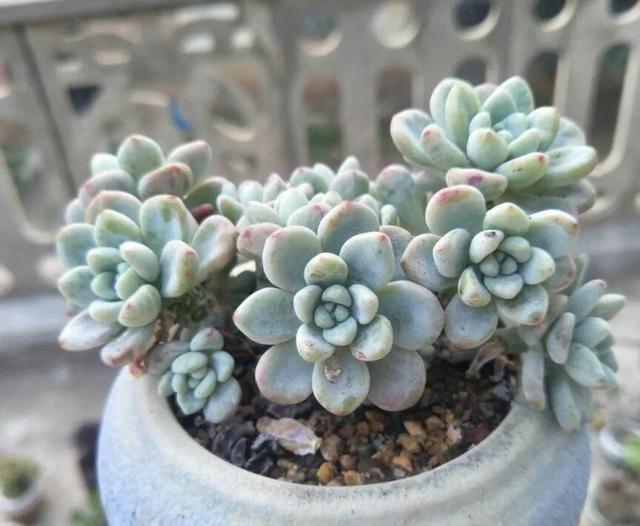 多肉八千代的養(yǎng)護_多肉植物八千代_八千代多肉好養(yǎng)嗎