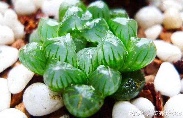 多肉植物八千代_八千代多肉好養(yǎng)嗎_多肉八千代的養(yǎng)護