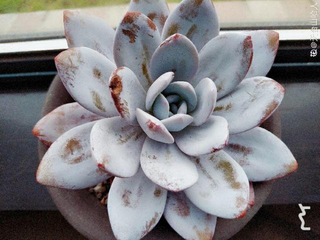 多肉植物八千代_多肉八千代的養(yǎng)護_八千代多肉好養(yǎng)嗎