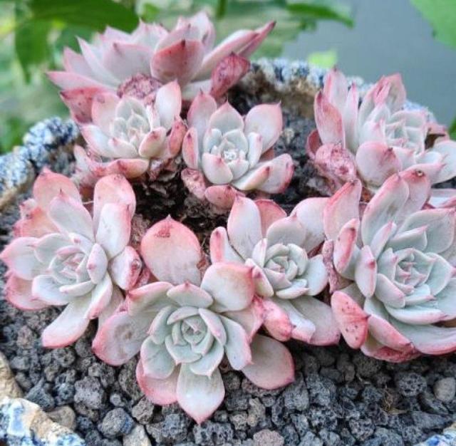 多肉八千代的養(yǎng)護_八千代多肉好養(yǎng)嗎_多肉植物八千代