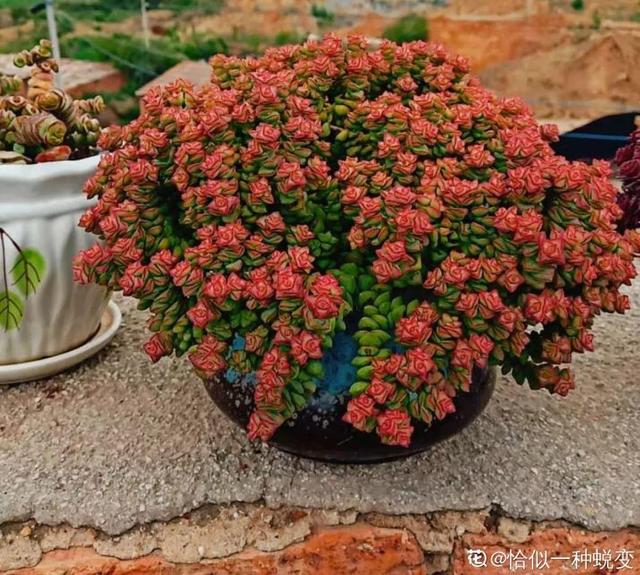 八千代多肉好養(yǎng)嗎_多肉八千代的養(yǎng)護_多肉植物八千代