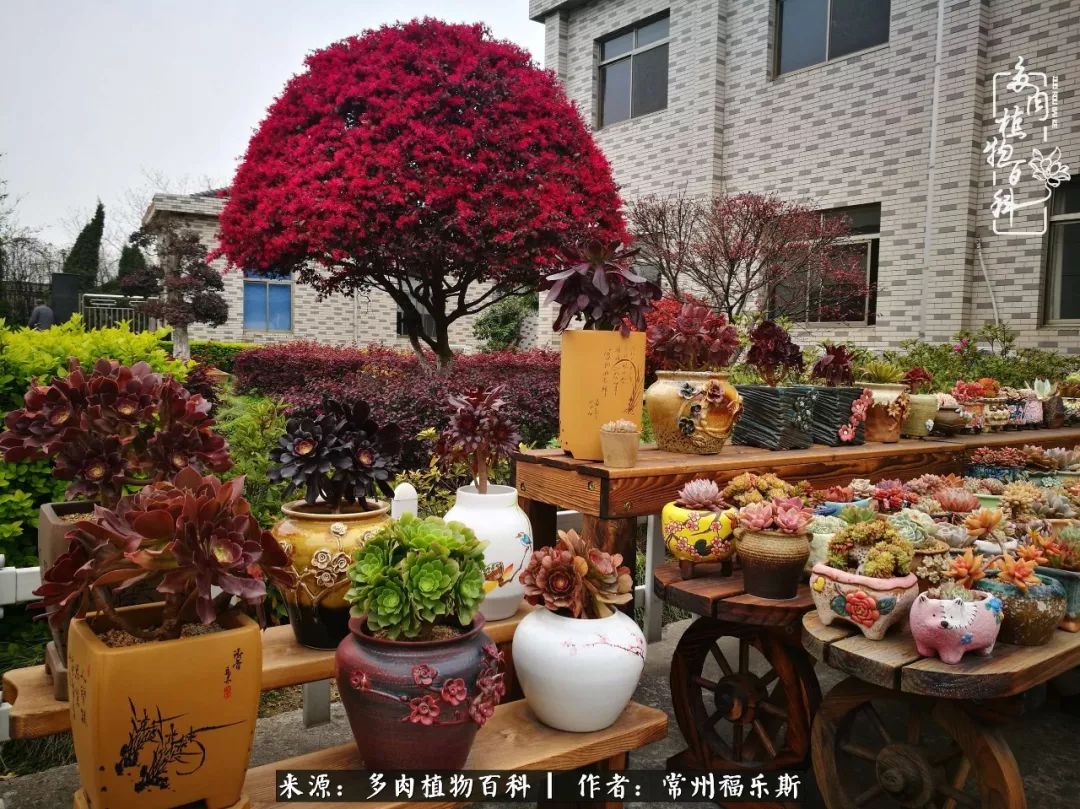 新雪球，非常好度夏好養護的品種，粉白粉白