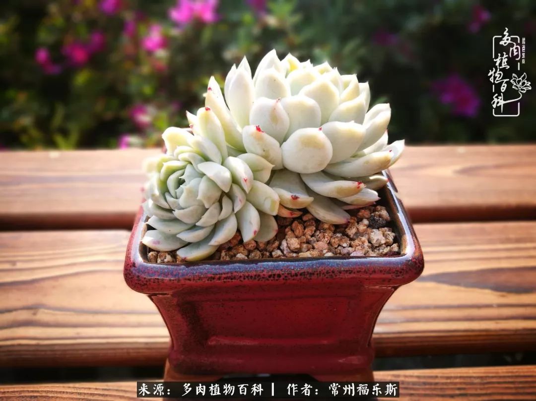 多肉月影系列都有哪些品種_月影多肉植物_多肉白月影好度夏嗎