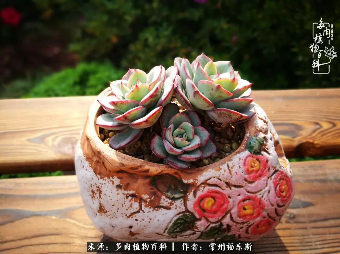 多肉白月影好度夏嗎_月影多肉植物_多肉月影系列都有哪些品種