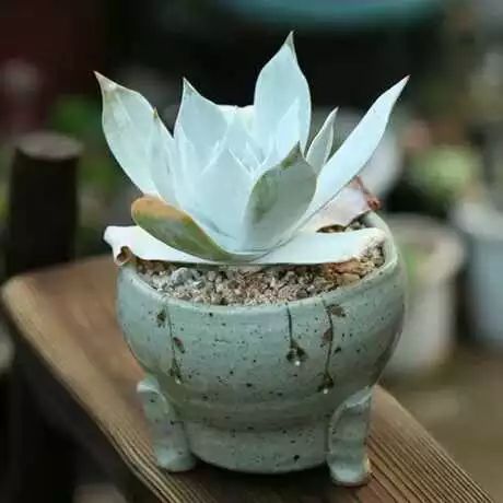 多肉白菊怎么樣養(yǎng)才爆仔_多肉白菊怎么繁殖_多肉白菊怎么養(yǎng)成群