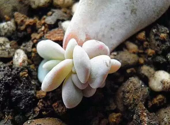 多肉白菊怎么養(yǎng)成群_多肉白菊怎么樣養(yǎng)才爆仔_多肉白菊怎么繁殖