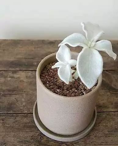 多肉白菊怎么樣養(yǎng)才爆仔_多肉白菊怎么養(yǎng)成群_多肉白菊怎么繁殖