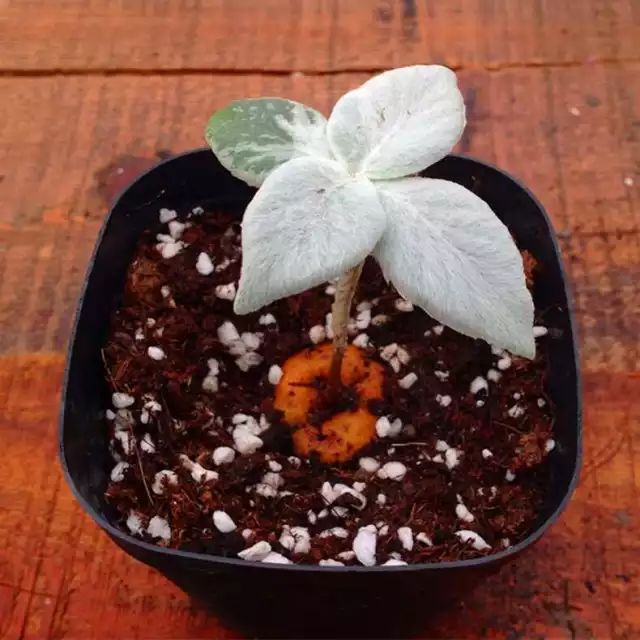 多肉白菊怎么養(yǎng)成群_多肉白菊怎么樣養(yǎng)才爆仔_多肉白菊怎么繁殖