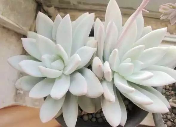 多肉白菊怎么養(yǎng)成群_多肉白菊怎么繁殖_多肉白菊怎么樣養(yǎng)才爆仔