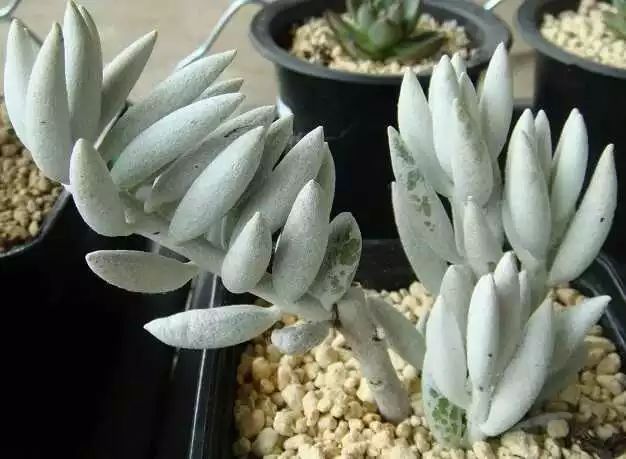 多肉白菊怎么樣養(yǎng)才爆仔_多肉白菊怎么繁殖_多肉白菊怎么養(yǎng)成群