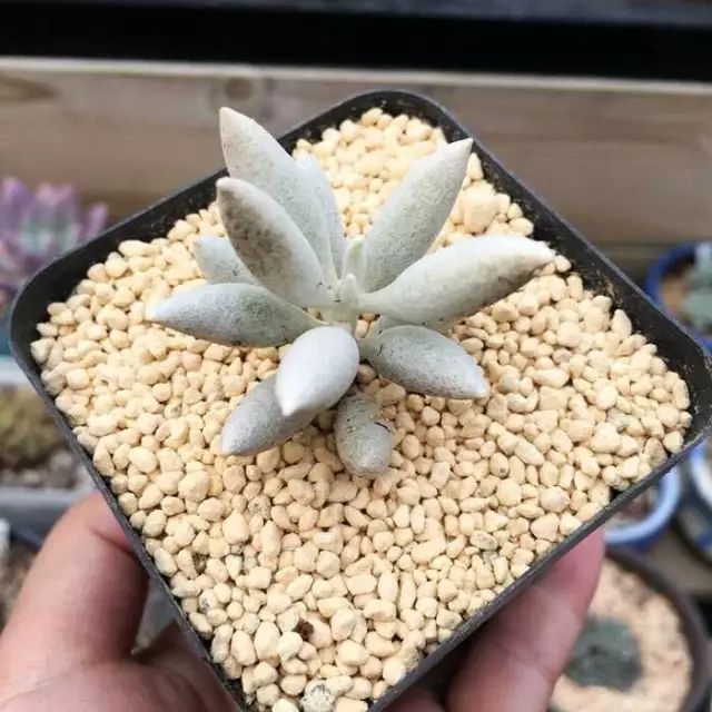 多肉白菊怎么繁殖_多肉白菊怎么養(yǎng)成群_多肉白菊怎么樣養(yǎng)才爆仔