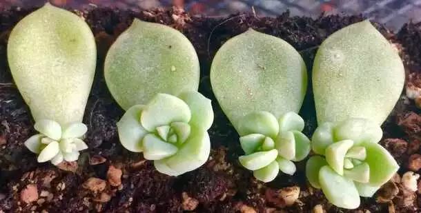 多肉白菊怎么樣養(yǎng)才爆仔_多肉白菊怎么養(yǎng)成群_多肉白菊怎么繁殖