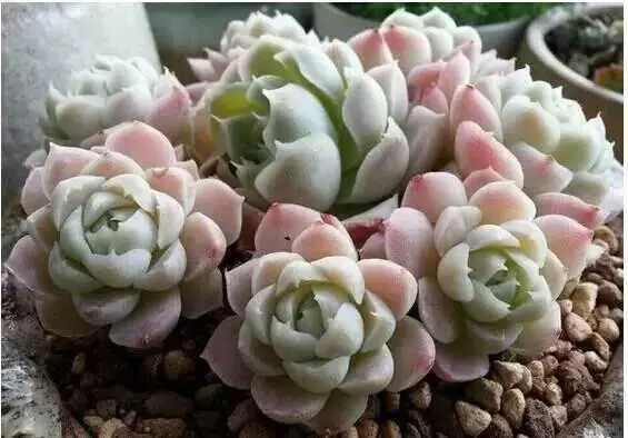 多肉白菊怎么樣養(yǎng)才爆仔_多肉白菊怎么養(yǎng)成群_多肉白菊怎么繁殖