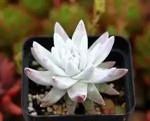 多肉白菊怎么樣養(yǎng)才爆仔_多肉白菊怎么繁殖_多肉白菊怎么養(yǎng)成群