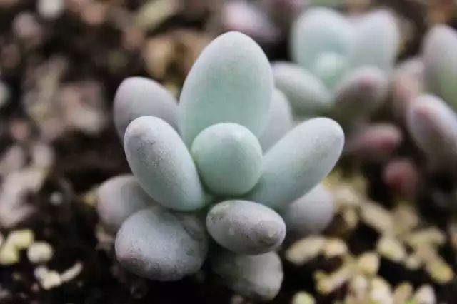 多肉白菊怎么養(yǎng)成群_多肉白菊怎么樣養(yǎng)才爆仔_多肉白菊怎么繁殖