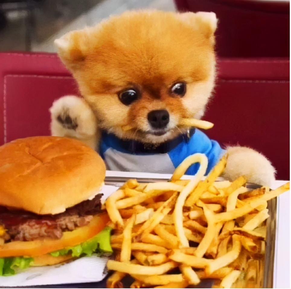 獸醫苦勸：別再給狗狗喂這幾種食物，毒性很