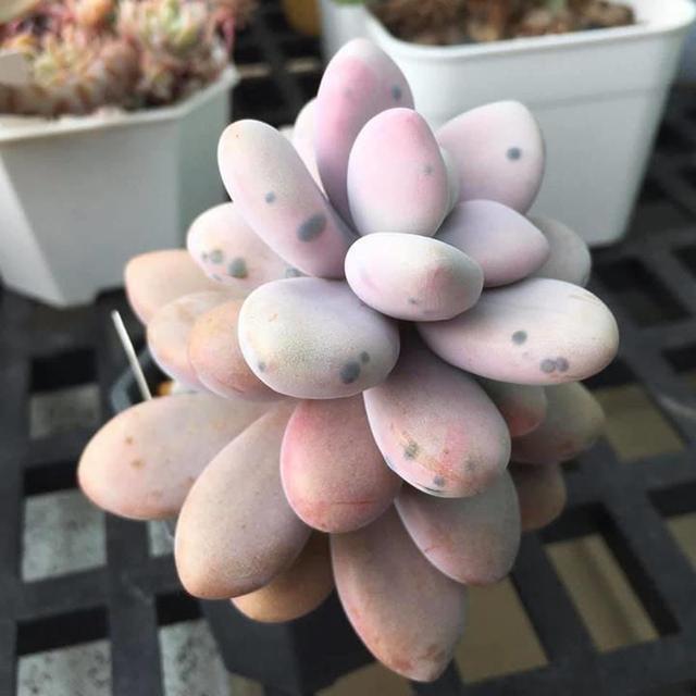 今天發現心愛的多肉植物長了黑斑，不用著急