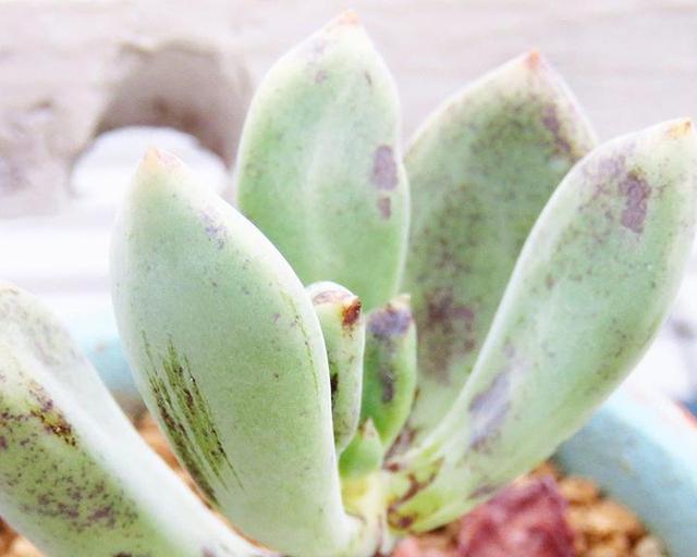 多肉長黑斑_(dá)多肉黑斑_(dá)多肉黑斑病的治療方法