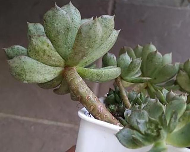 多肉黑斑病的治療方法_多肉黑斑_(dá)多肉長黑斑