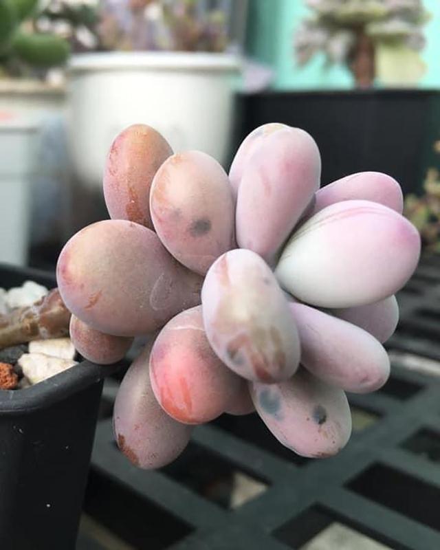 多肉黑斑病的治療方法_多肉黑斑_(dá)多肉長黑斑