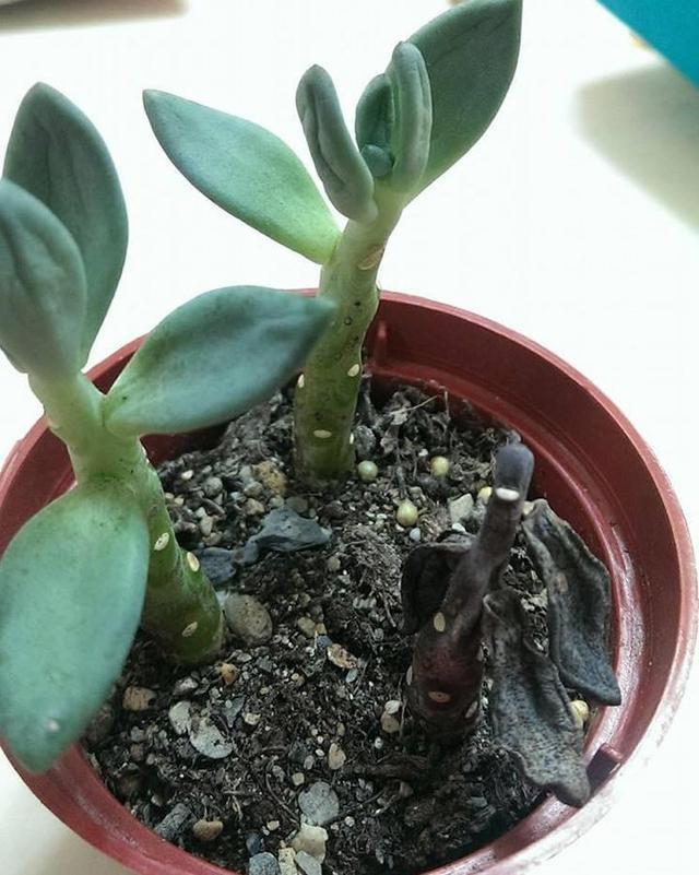 多肉長黑斑_(dá)多肉黑斑_(dá)多肉黑斑病的治療方法