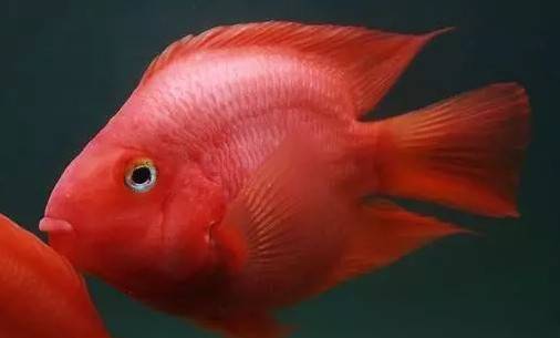 夏天養觀賞魚，不做好這三點，魚兒們可能就