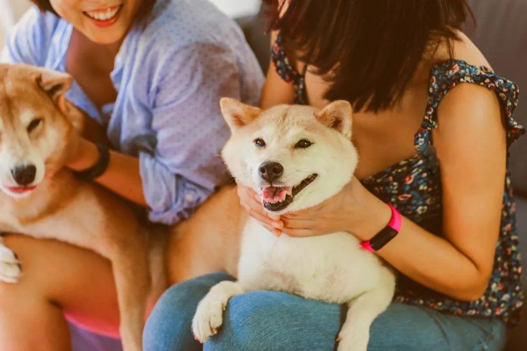 獨一無二的白色狗狗名字_白色狗名字大全_白色狗狗叫什么名字好聽