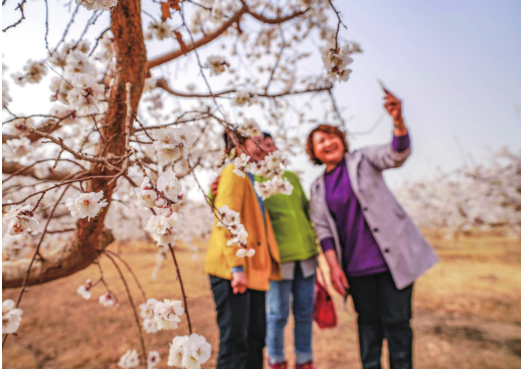 【新疆是個好地方】新疆開啟賞花之旅看“百