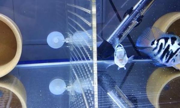 魚(yú)吃水藻好嗎_觀賞魚(yú)吃水藻好不好_吃水藻的觀賞魚(yú)