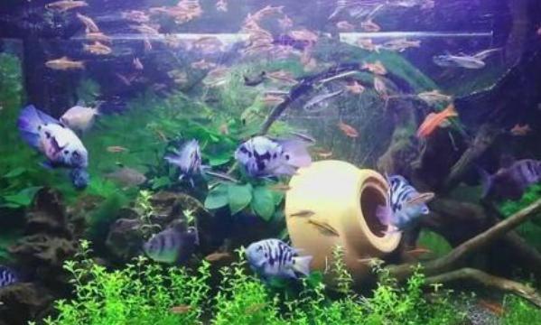 吃水藻的觀賞魚(yú)_魚(yú)吃水藻好嗎_觀賞魚(yú)吃水藻好不好