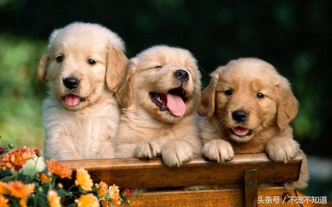 母狗發(fā)情怎么辦_母狗發(fā)情怎么辦_母狗發(fā)情怎么辦