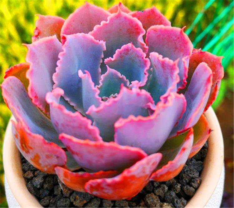 多肉中的“彩霞仙子”，姿態優雅顏色美，牢