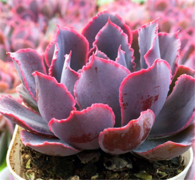 晚霞多肉養護_大晚霞多肉_多肉晚霞的繁殖方法