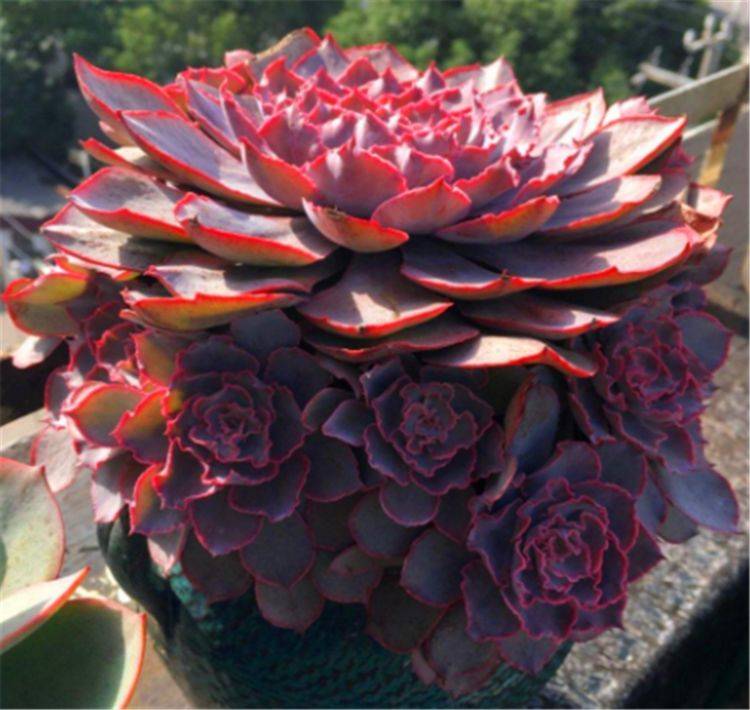 多肉晚霞的繁殖方法_晚霞多肉養護_大晚霞多肉