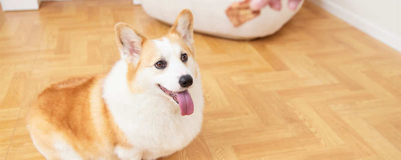 一個(gè)月的狗狗可以吃什么東西 一個(gè)月的狗狗