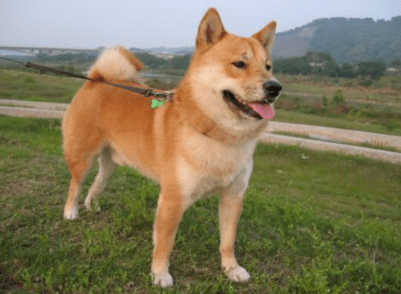 狗狗生理期可以出門嗎