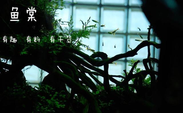 總結(jié)：十種最適合于水草缸的小型熱帶魚（長
