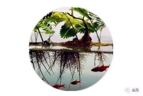 有長須的觀賞魚_觀賞魚長長的_觀賞魚長有胡須的魚