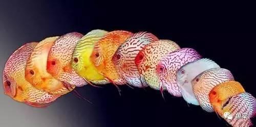 觀賞魚長長的_觀賞魚長有胡須的魚_有長須的觀賞魚