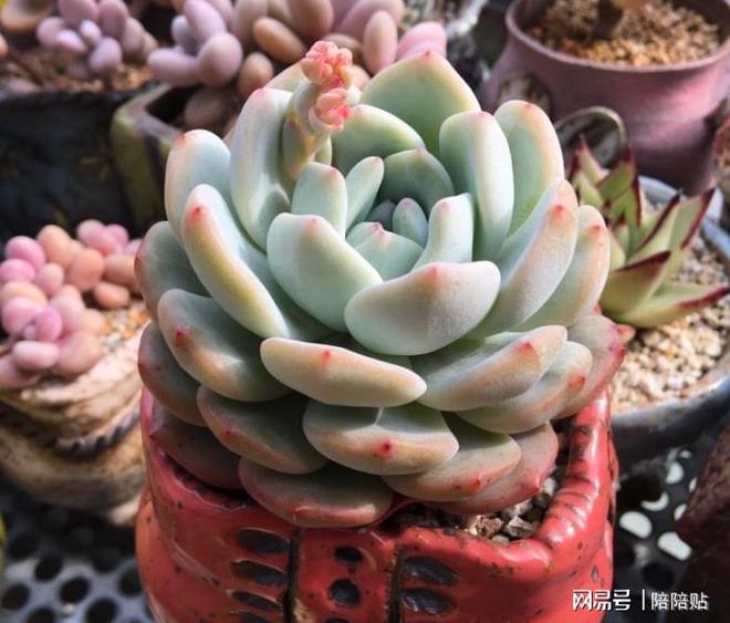 多肉植物長側芽_辦多肉長側芽怎么辦_多肉長了側芽怎么辦